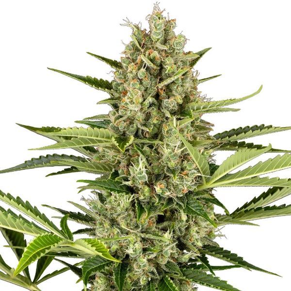 Jack Herer Autoflower (Sensi Seeds) Feminisoidut