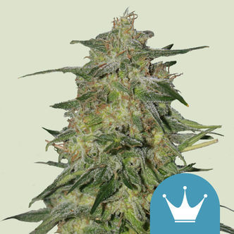 Royal Highness (Royal Queen Seeds) feminisoitu