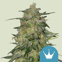 Royal Highness (Royal Queen Seeds) Feminisoidut
