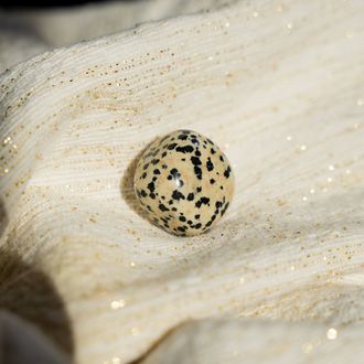 Dalmatianjaspis