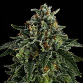 Jet Puft (Compound Genetics) feminisoidut kannabiksen siemenet