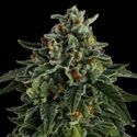 Jet Puft (Compound Genetics) Feminisoidut