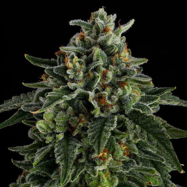 Jet Puft (Compound Genetics) Feminisoidut