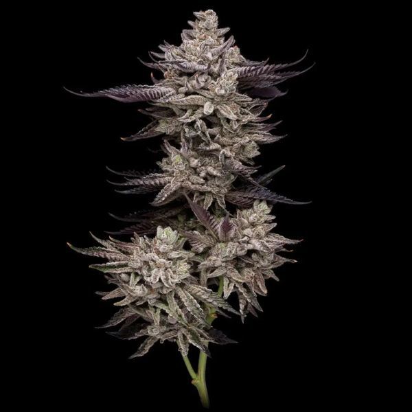 Animorph Mints (Compound Genetics) Feminisoidut