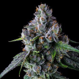 Permafunk (Compound Genetics) feminisoidut kannabiksen siemenet