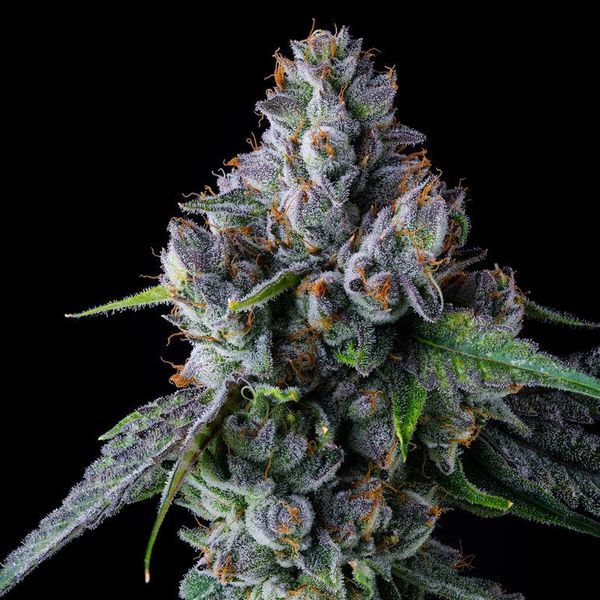 Permafunk (Compound Genetics) Feminisoidut