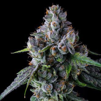 El Valle Haze (Compound Genetics) Feminisoidut