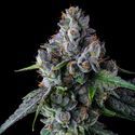 El Valle Haze (Compound Genetics) Feminisoidut