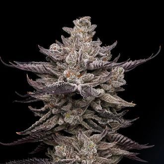 El Valle Haze (Compound Genetics) Feminisoidut