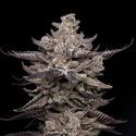 El Valle Haze (Compound Genetics) Feminisoidut