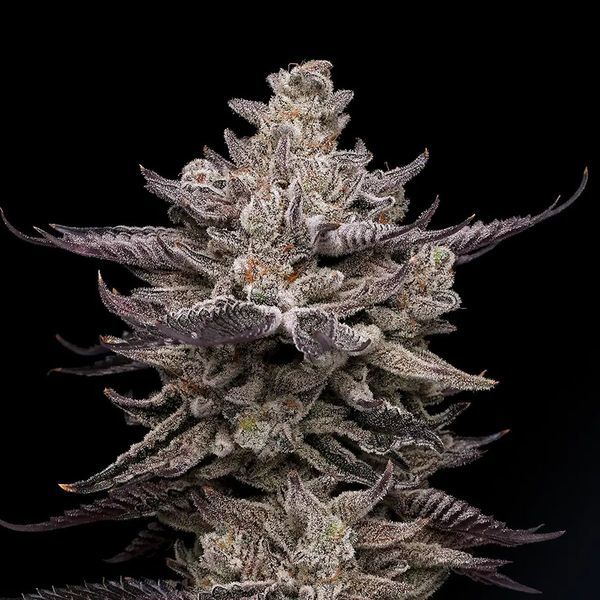 El Valle Haze (Compound Genetics) Feminisoidut
