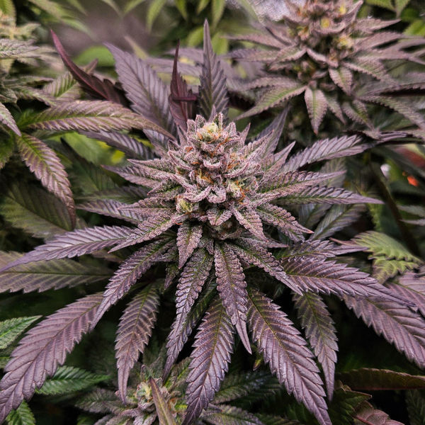 Orange Bud 2.0 (Dutch Passion) Feminisoidut