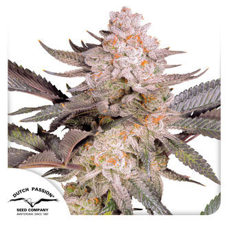 Orange Bud 2.0 (Dutch Passion) feminisoidut