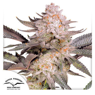 Orange Bud 2.0 (Dutch Passion) Feminisoidut
