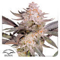 Orange Bud 2.0 (Dutch Passion) Feminisoidut