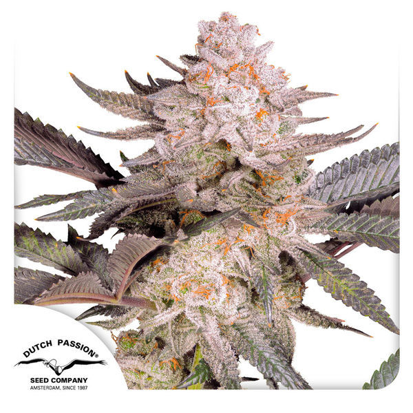 Orange Bud 2.0 (Dutch Passion) Feminisoidut