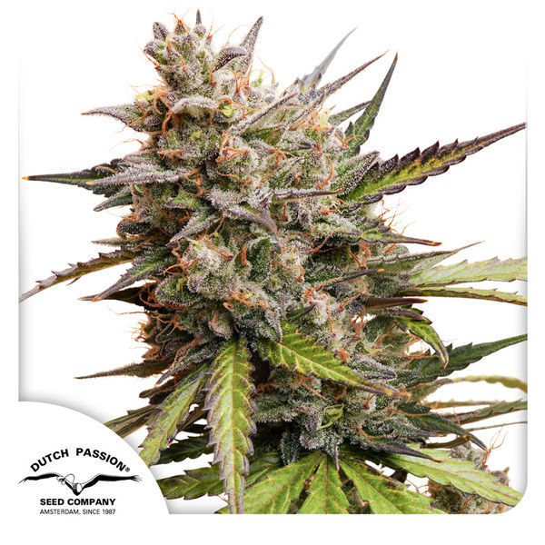 Auto Melonade Runtz (Dutch Passion) Feminisoidut