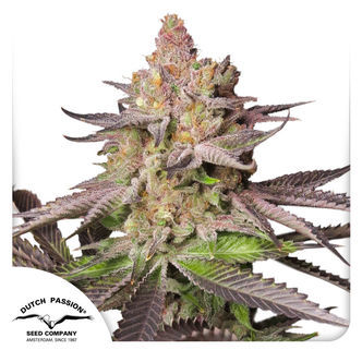 Melonade Runtz (Dutch Passion) feminisoidut kannabiksen siemenet