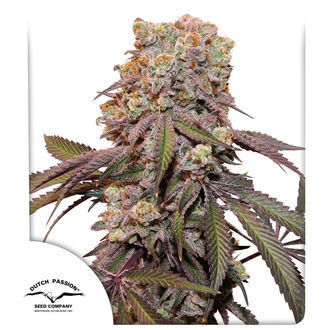 Auto Candy Bubatz XL (Dutch Passion) Feminisoidut
