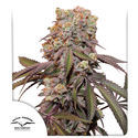 Auto Candy Bubatz XL (Dutch Passion) Feminisoidut