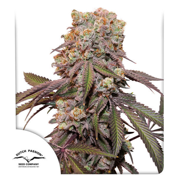 Auto Candy Bubatz XL (Dutch Passion) Feminisoidut