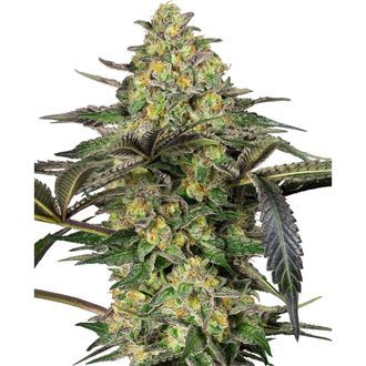 Grapevine Candy (Sensi Seeds) Feminisoidut