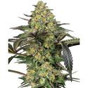 Grapevine Candy (Sensi Seeds) Feminisoidut