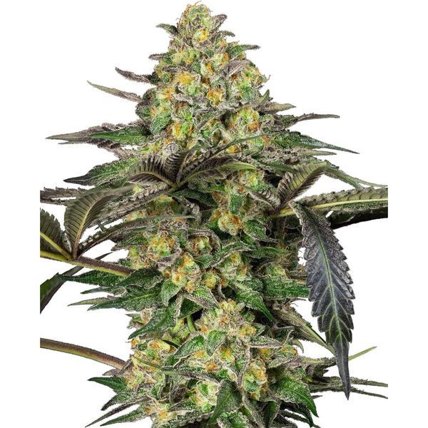 Grapevine Candy (Sensi Seeds) Feminisoidut