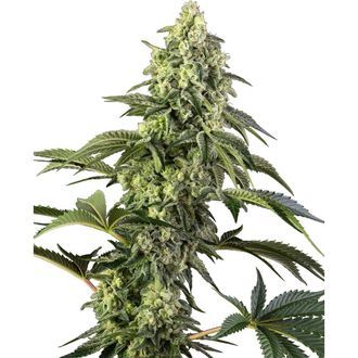 Cosmic Kiss (Sensi Seeds) Feminisoidut