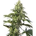 Cosmic Kiss (Sensi Seeds) Feminisoidut