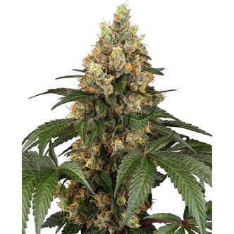 Chocolate Rainbow XXL (Sensi Seeds) feminisoitu