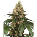 Chocolate Rainbow XXL (Sensi Seeds) Feminisoidut