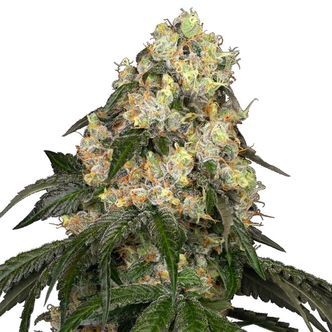 White Biscotti OG XXL (White Label) feminisoidut kannabiksen siemenet