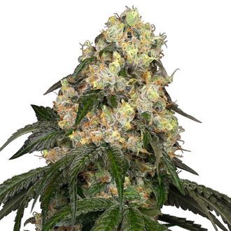 White Biscotti OG XXL (White Label) Feminisoidut