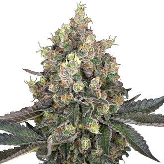 Sweet Berry Breeze (White Label) Feminisoidut