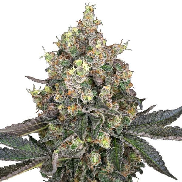 Sweet Berry Breeze (White Label) Feminisoidut
