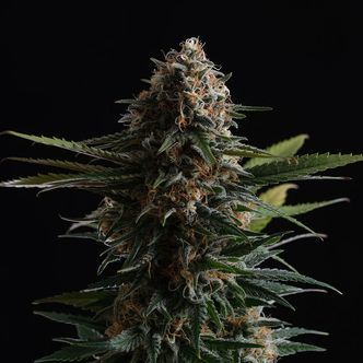 Candy Cream Go Fast (Kannabia) feminisoidut kannabiksen siemenet
