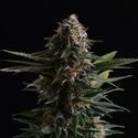 Candy Cream Go Fast (Kannabia) Feminisoidut