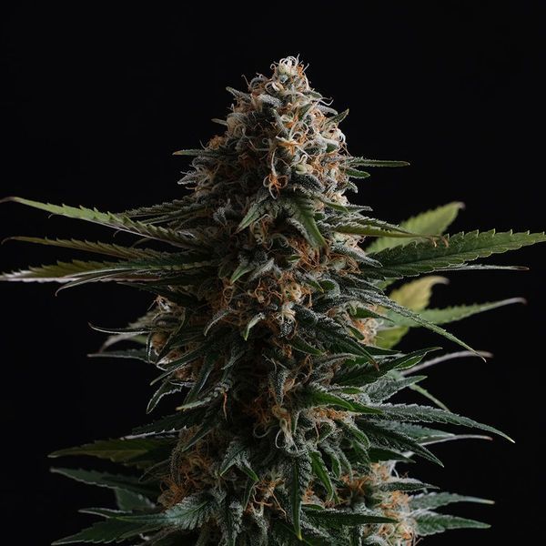Candy Cream Go Fast (Kannabia) Feminisoidut