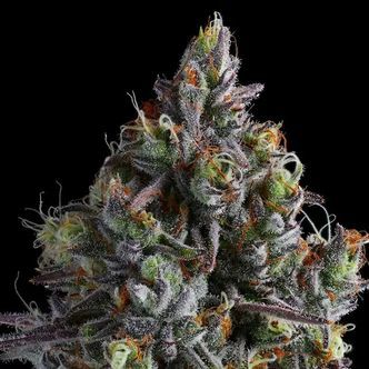 Coco Jambo (Anesia Seeds) Feminisoidut