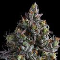 Coco Jambo (Anesia Seeds) Feminisoidut