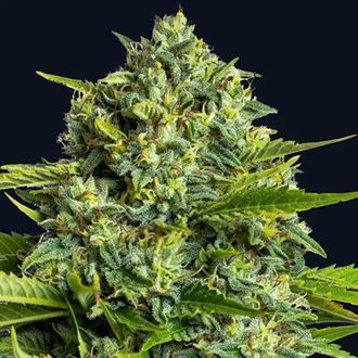 Sticky Boof (Anesia Seeds) Feminisoidut