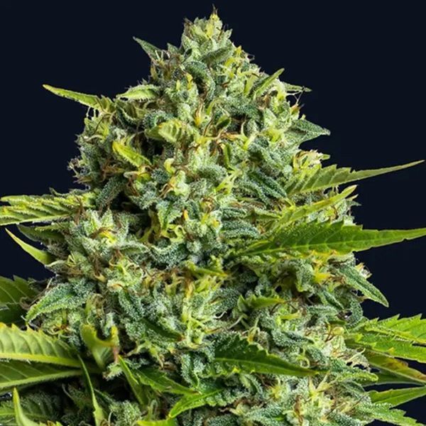 Sticky Boof (Anesia Seeds) Feminisoidut