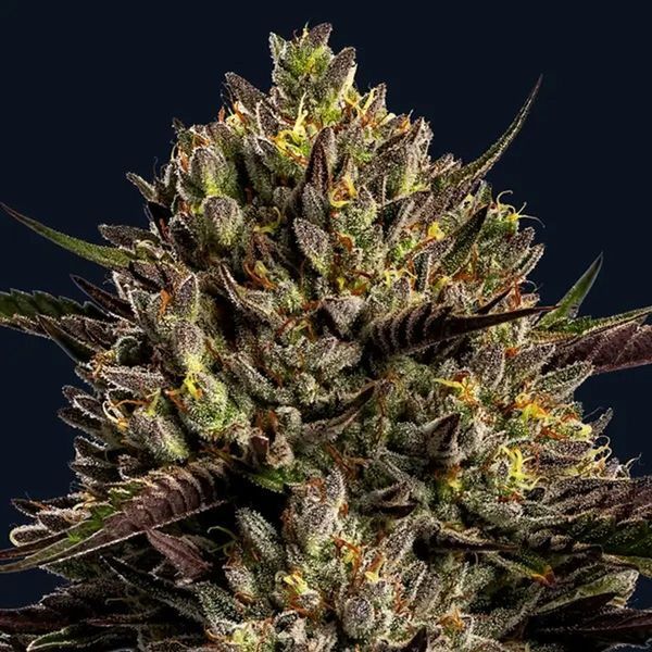 Chimera Cut (Anesia Seeds) Feminisoidut