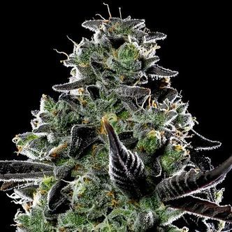 Violet Face Auto (Anesia Seeds) feminisoidut