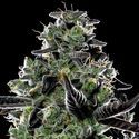 Violet Face Auto (Anesia Seeds) Feminisoidut