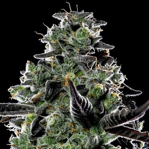 Violet Face Auto (Anesia Seeds) Feminisoidut
