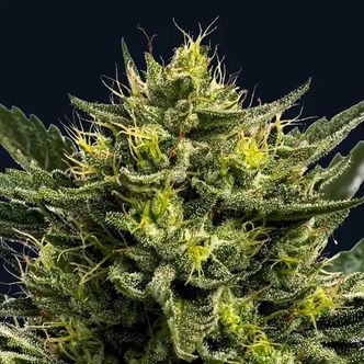 Wham Boom Auto (Anesia Seeds) feminisoidut