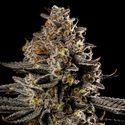 Smashberry Fumez Auto (Anesia Seeds) Feminisoidut
