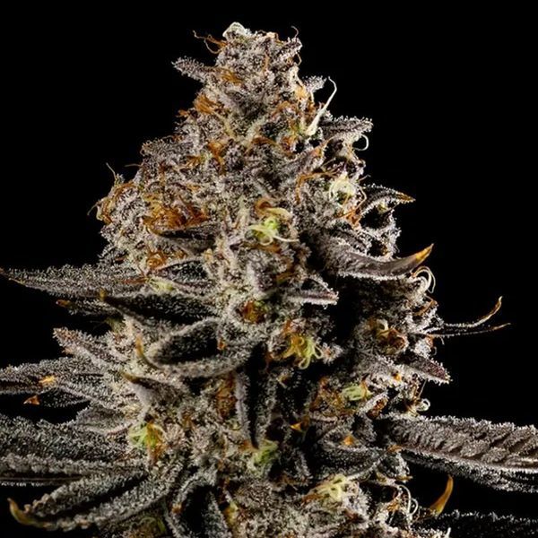 Smashberry Fumez Auto (Anesia Seeds) Feminisoidut